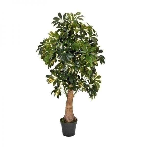 PLANTA BA0007